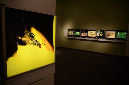 Wasp_exhibition__DSC3394